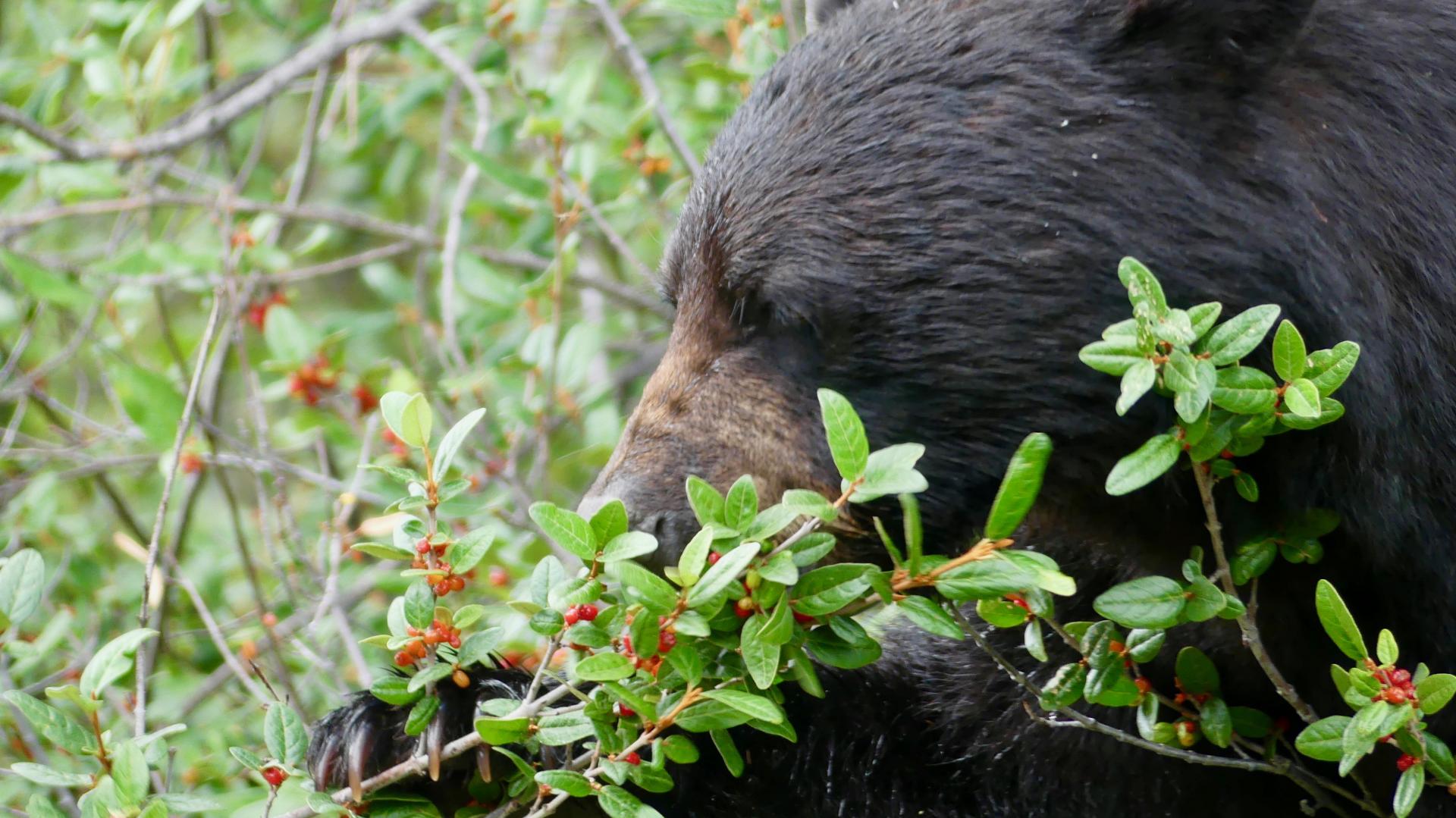 Beren - voorzorgen en wat moet je doen?