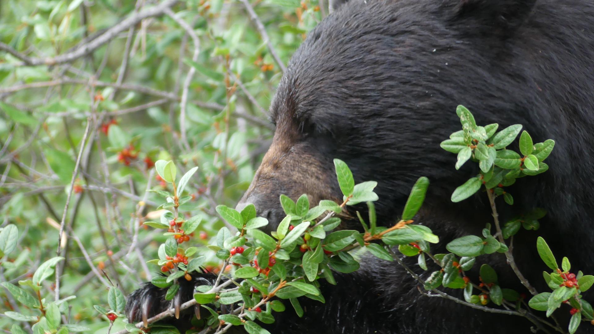 Rondreizen West-Canada
