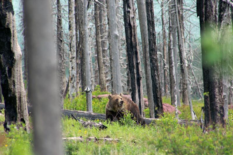 Beer gespot in Glacier NP