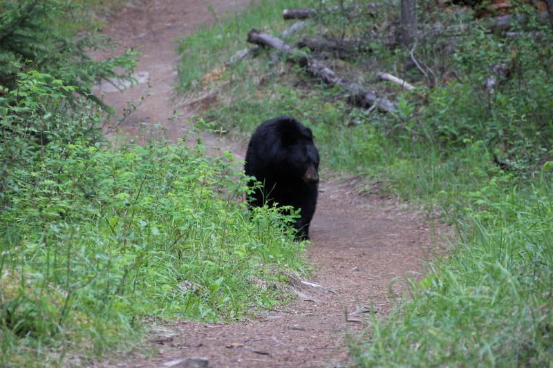 Beren proberen te spotten