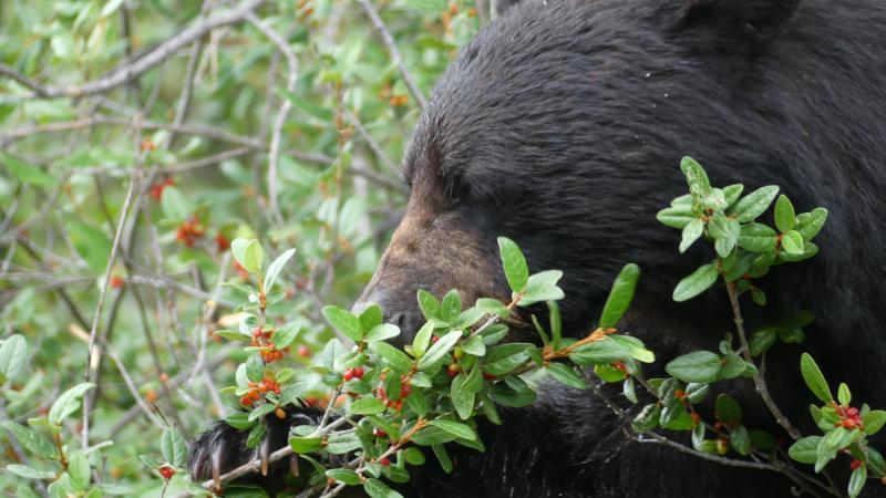 Beren proberen te spotten