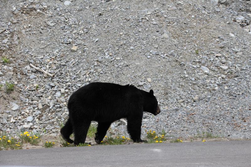 Beren proberen te spotten