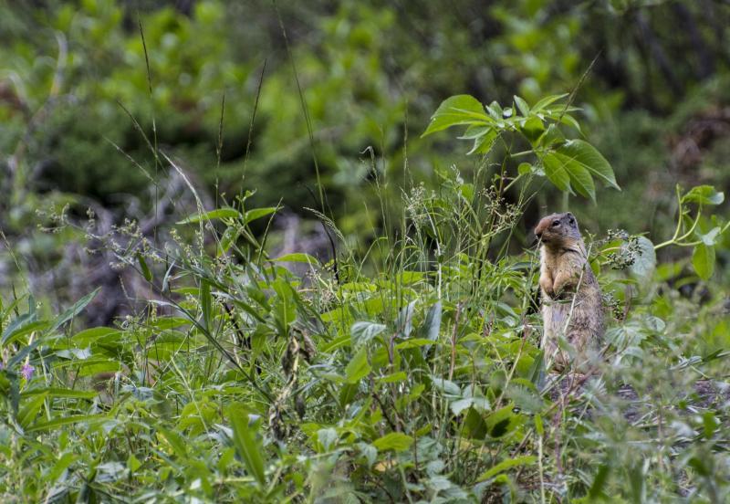Dieren spotten