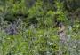 Dieren spotten