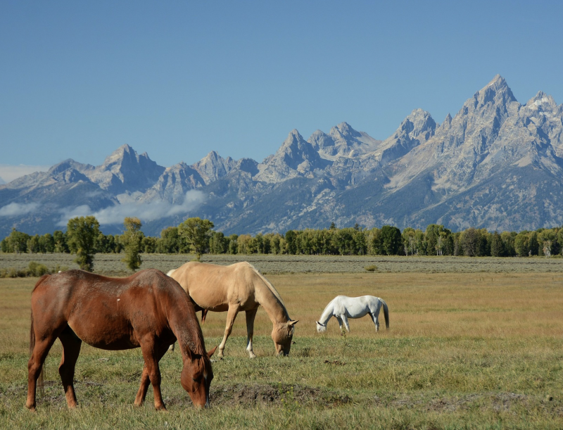 Grand Teton NP