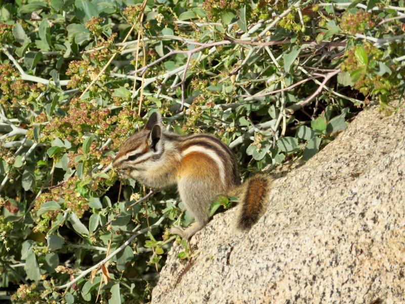 Dieren spotten Californi?«