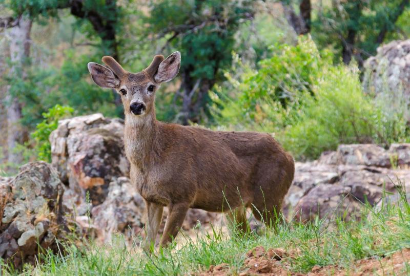 Dieren spotten onderweg