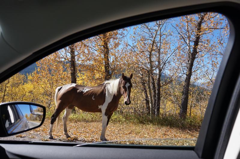 Idaho