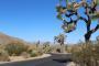 Joshua Tree National Park