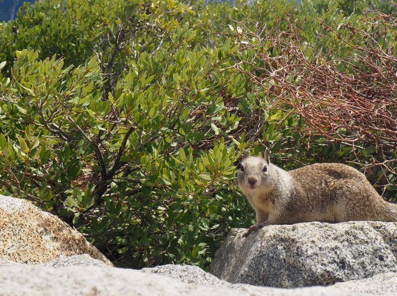 Natuur van Californi?« ontdekken