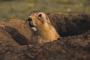 Prairie hondjes Montana