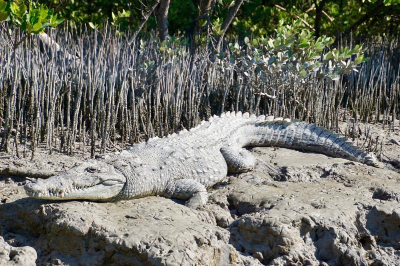 Road trip zuiden Amerika - alligator Everglades NP