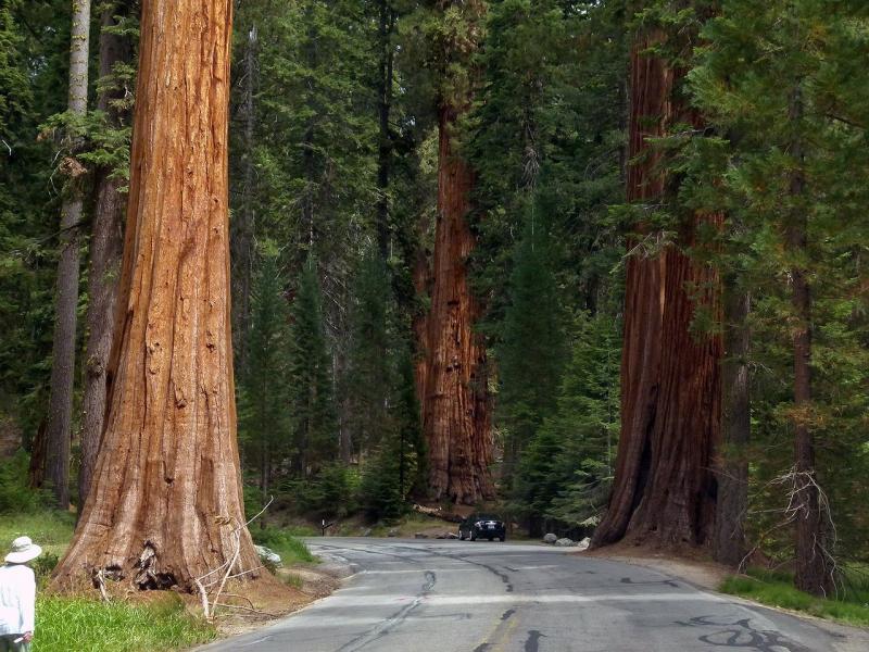 Sequoia National Park, Californi?«