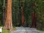 Sequoia National Park, Californi?«