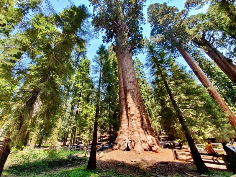 Sequoia National Park, Californi?«