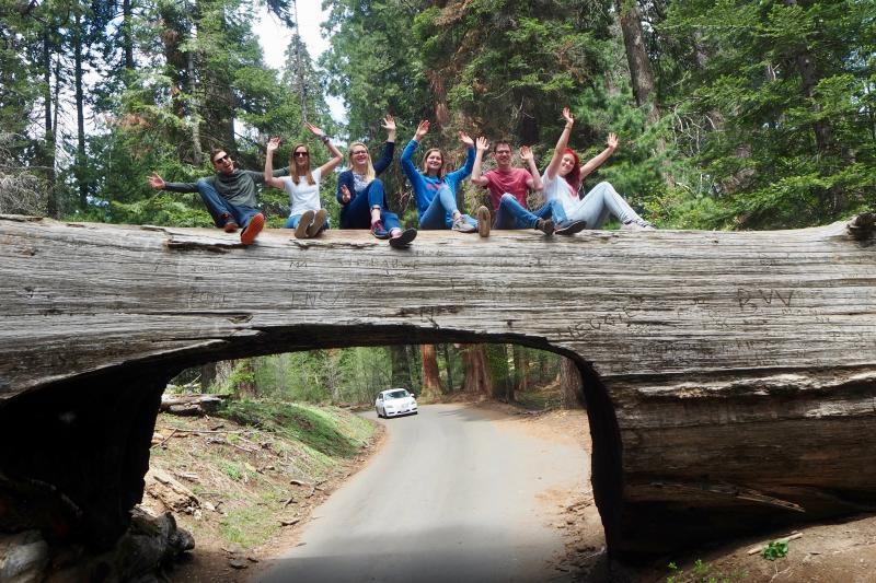 Tunnel Log, Sequoia NP, Californi?«