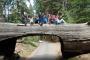 Tunnel Log, Sequoia NP, Californi?«
