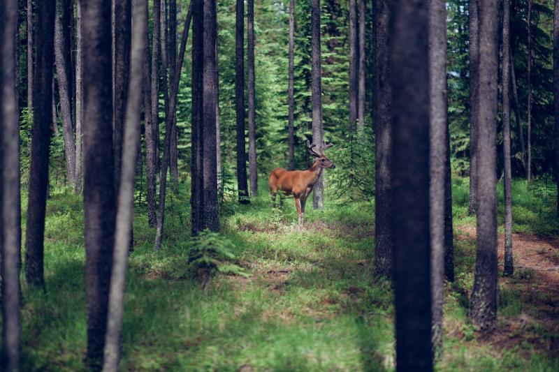Wildlife Montana