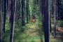 Wildlife Montana