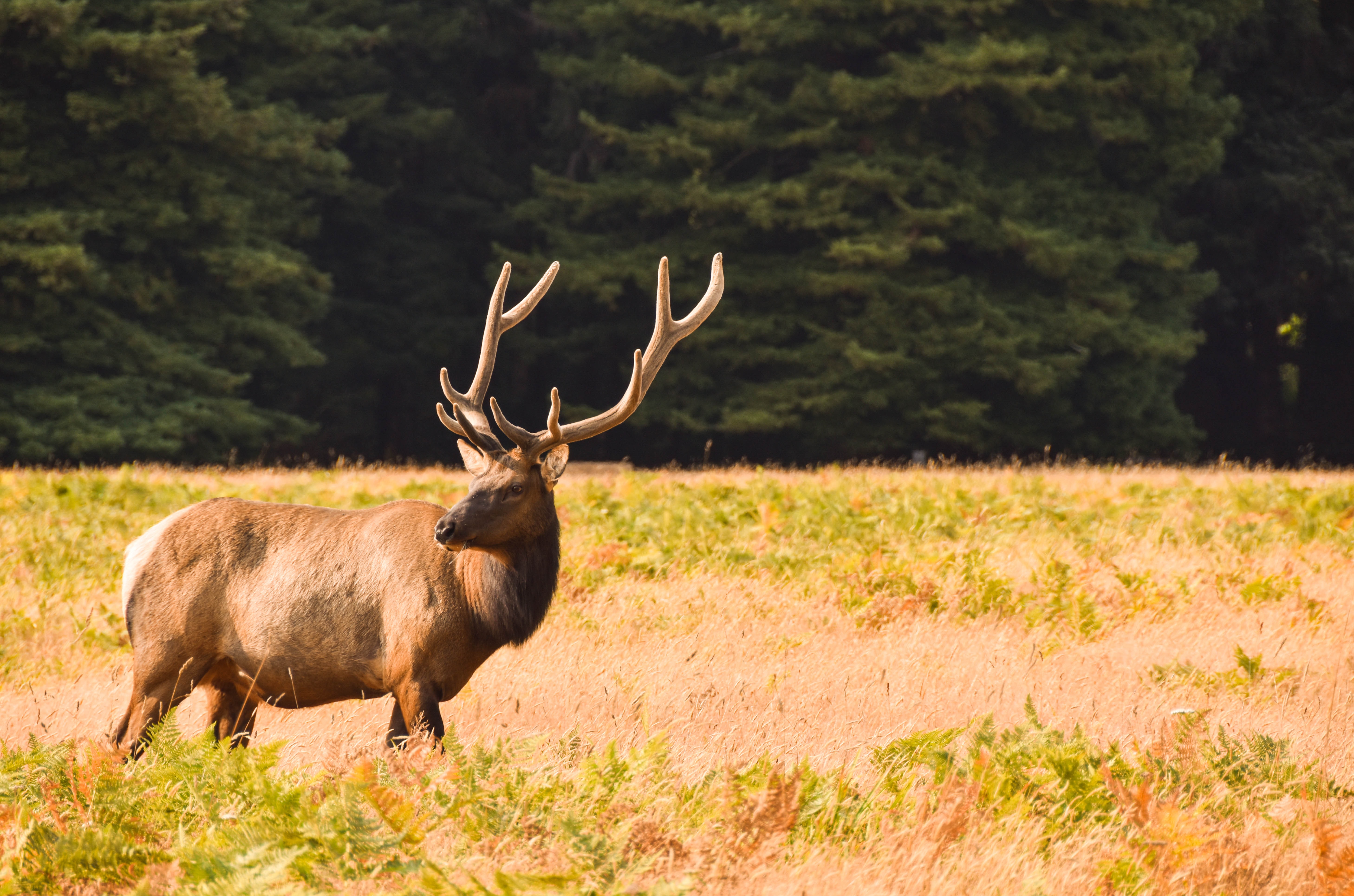 Natuur Canada